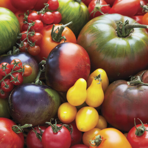 You may have to search online for heirloom tomato seeds.